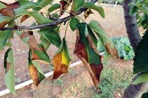 xylella